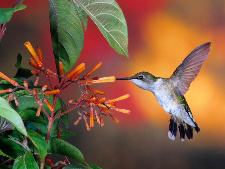 ruby-throated hummingbird on cuphea plant