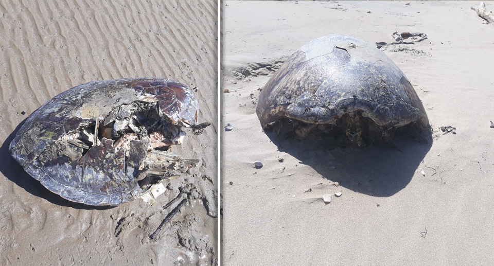 Two more images of dead turtles without heads and flippers on the sand.