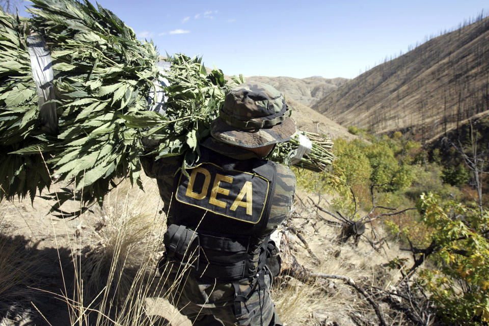 FILE - A Drug Enforcement Administration agent shoulders a bundle of marijuana plants down a steep slope after working with other law enforcement officers to clear a patch of the plants from national forest land near Entiant, Wash., Sept. 20, 2005. Police confiscated 465 marijuana plants at the so-called "garden," a small find compared to the thousands of other plants confiscated on some other busts in the area. (AP Photo/Elaine Thompson, File)