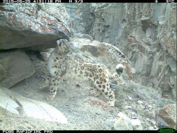 A snow leopard rubs up for a great camera-trap pic in the Hindu Kush Mountains in the Wakhan Corridor of Badakhshan Province.