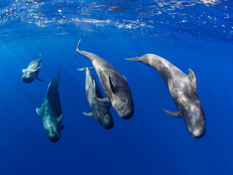<p> Tenerife is home to the short-finned pilot whale</p> (Francis Perez)