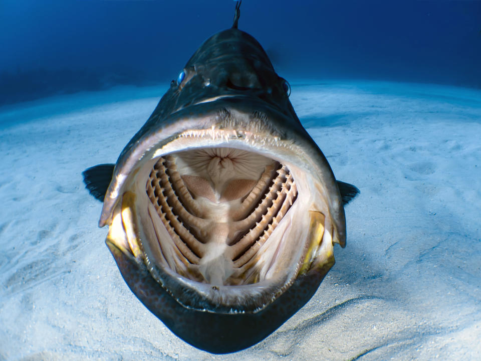 A grouper spotted on a shallow reef off the coast of West End, Bahamas. (Photo: Shawn Murphy/Caters News)