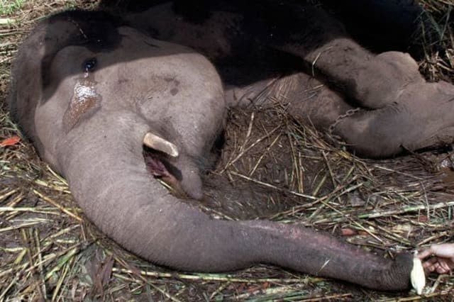 Shocking footage shows starving bears in Indonesian zoo