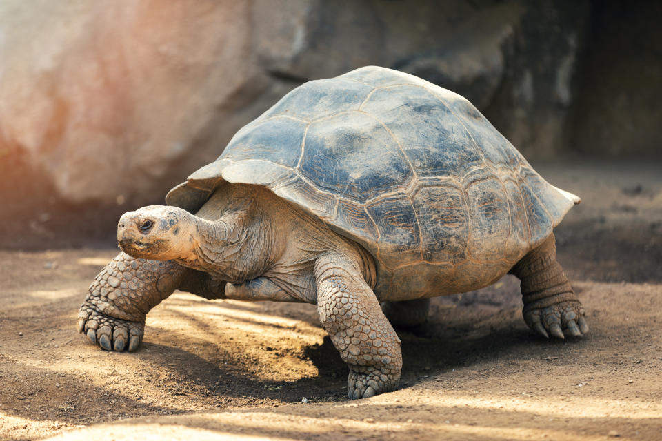 Schildkröten gibt es in allen Größen. (Bild: Getty Images)