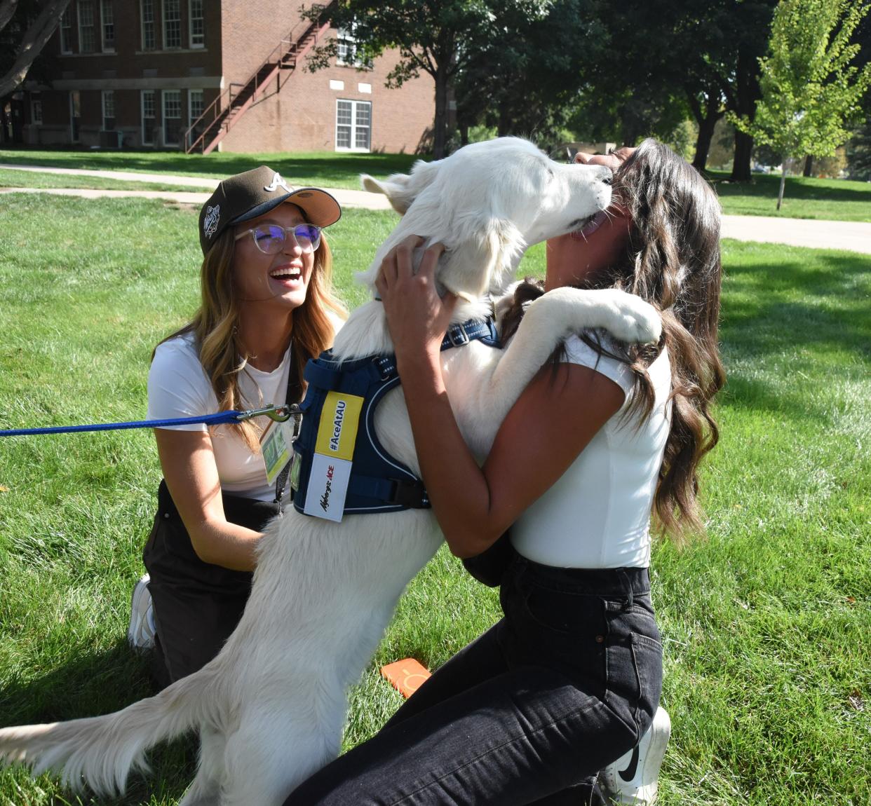 Chrisanne Ebertz (left) laughs as Ace, the Augie Doggie, gives Sam Kremer (right) a sloppy kiss at Augustana University on Thursday, Aug. 24, 2023. Kremer and Ebertz rescued Ace from a commercial breeder in Missouri through B-Squad Dog Rescue and served as his foster moms before he was ready for his new job at AU.