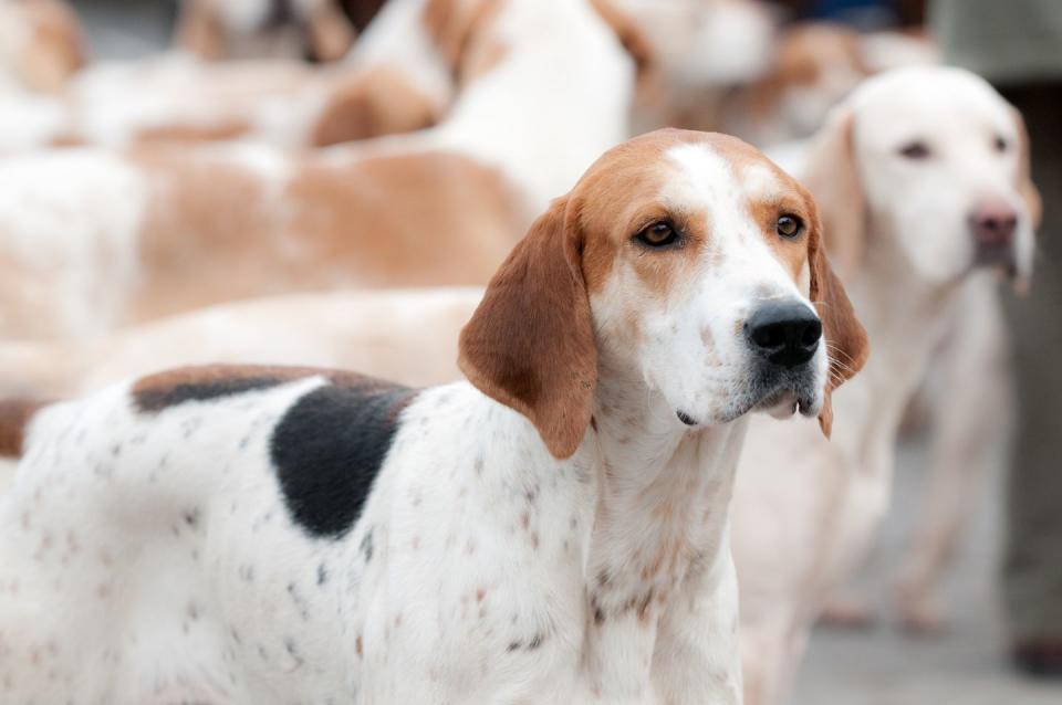 English Foxhound