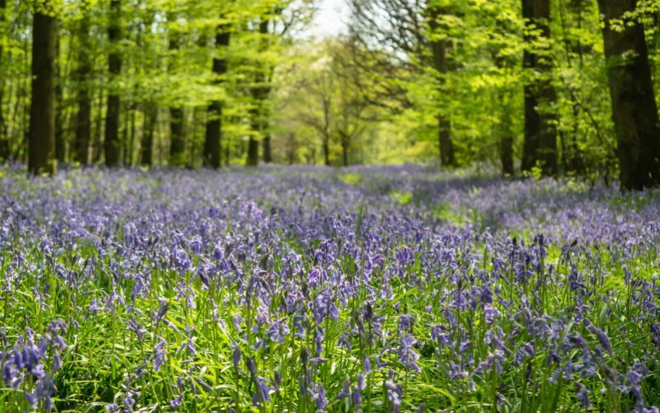 The National: Kinclaven forest was said to be 'carpeted' in bluebells.