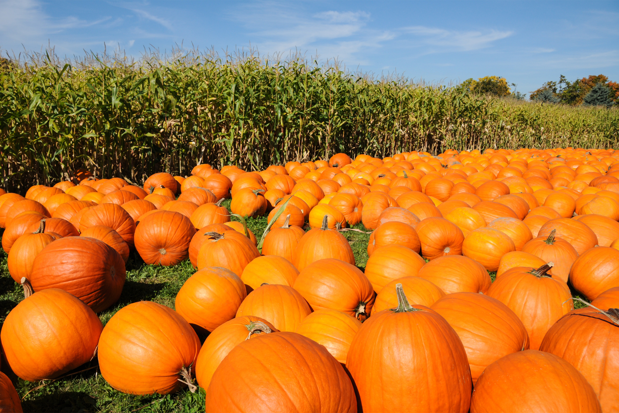 pumpkin patch next to cornfield