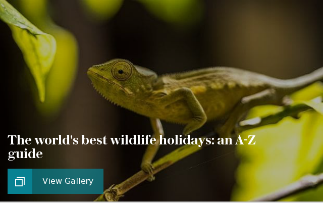 The worlds best wildlife holidays: an A-Z guide