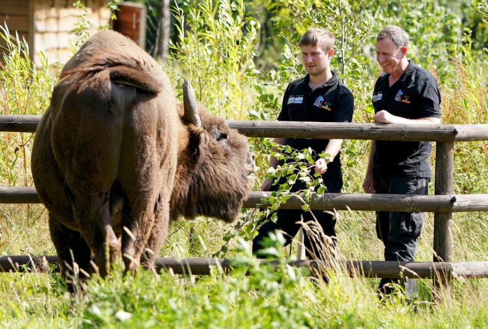 Tom Gibbs (left) and Donovan Wright, the UK’s first-ever bison rangers, get to know a bison (Gareth Fuller/PA) (PA Wire)