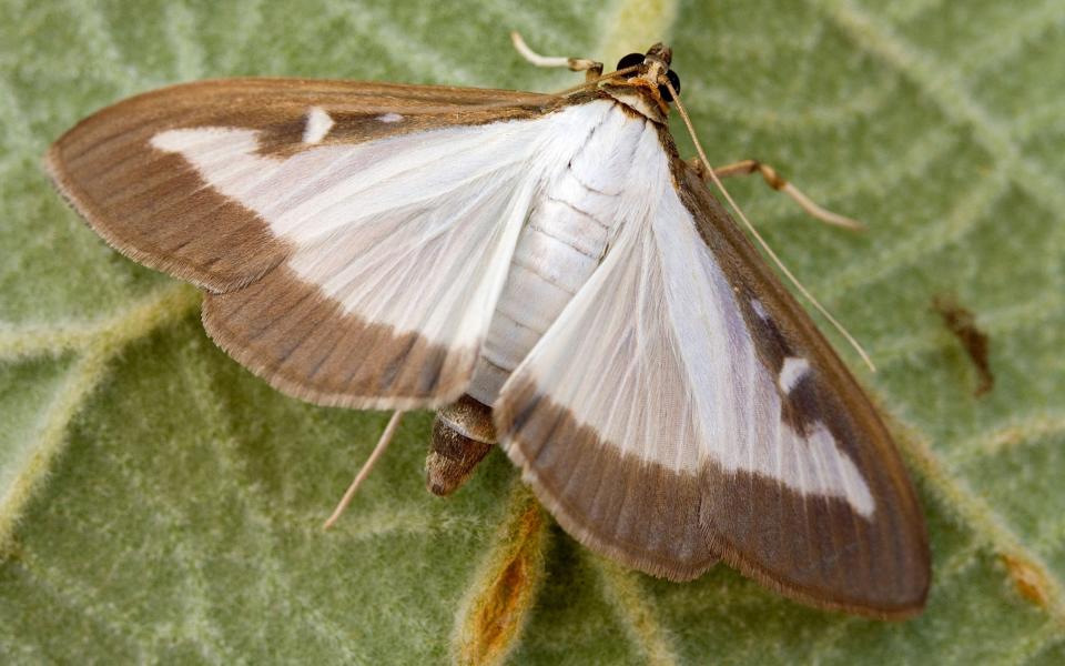 The box moth: one garden visit you're probably not happy to see - Alamy Stock Photo 