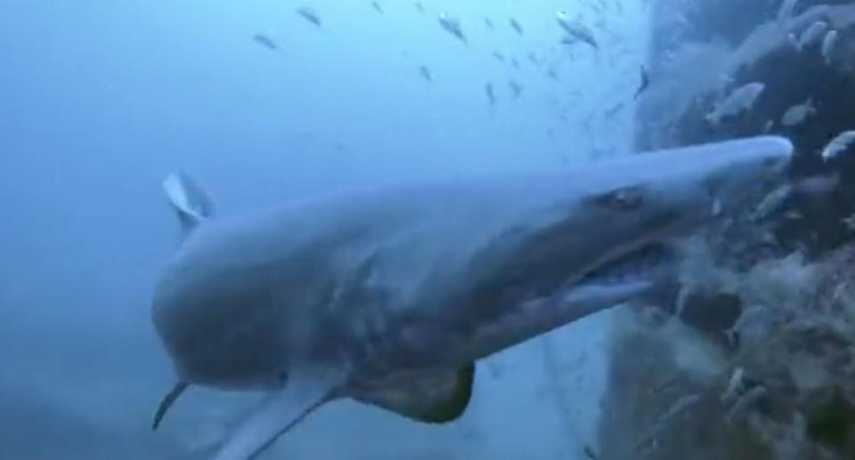 Diver Shelley Collett was checking out the Aeolus wreck off the coast of North Carolina when she realised she was being watched by a massive sand tiger shark. Source: Storyful