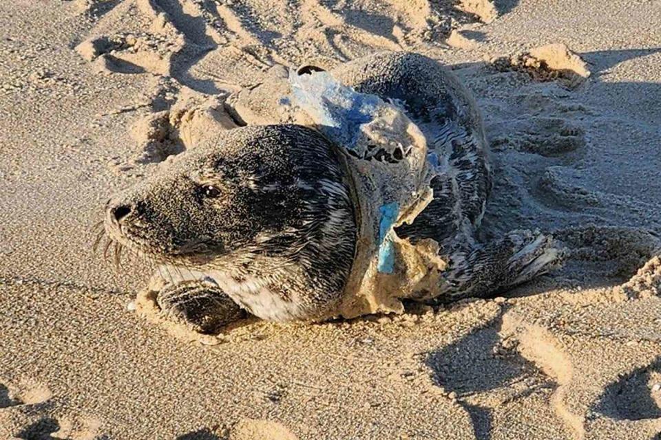 <p>Marine Mammal Stranding Center</p> Baby gray seal found entangled in plastic wrap in New Jersey
