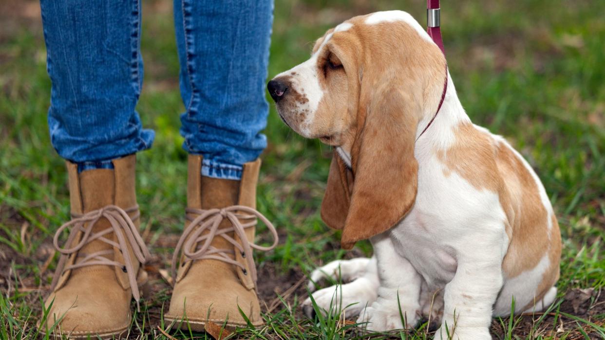 Basset hound puppy