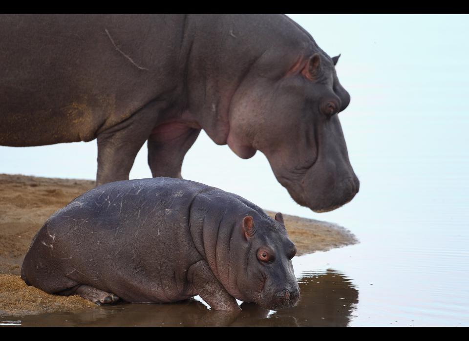 Hippopotamuses chill on a sand island in Edeni.   <em>  Photo by Cameron Spencer/Getty Images</em>