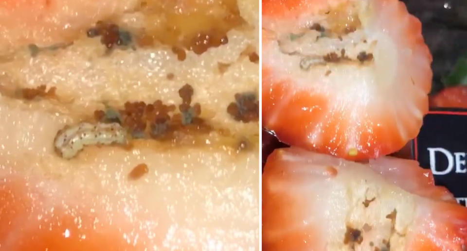 Maggots and eggs shown inside punnet of Coles strawberries bought south west of Sydney.