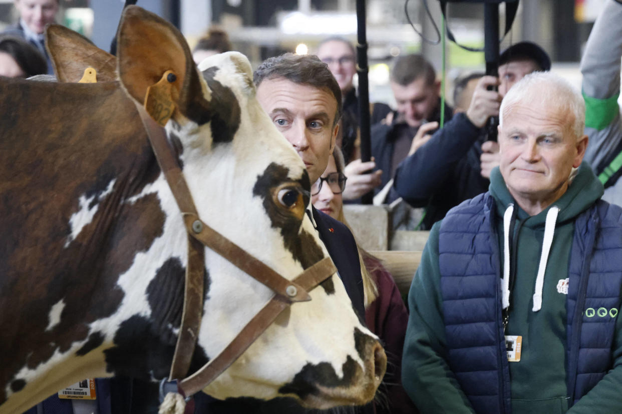 Emmanuel Macron, avec Oreillette, la vache égérie du Salon de l’Agriculture le 24 février 2024. 
