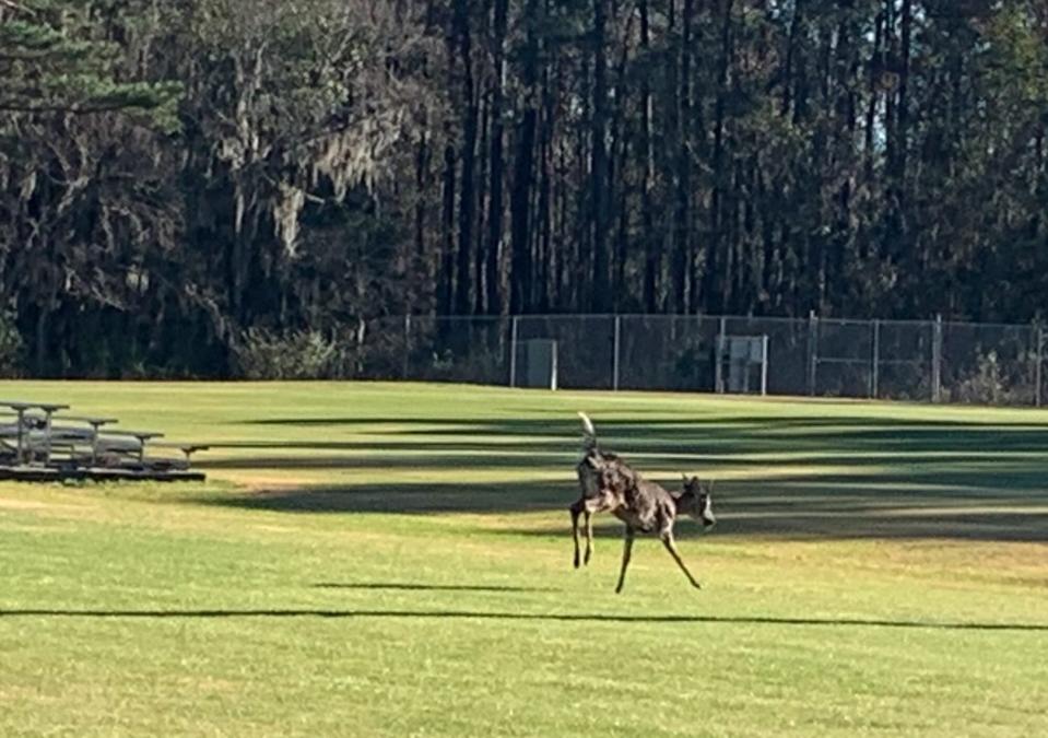 Deer stuck in net