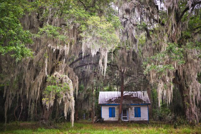 <p>PETER FRANK EDWARDS</p> Spanish moss framing an old home
