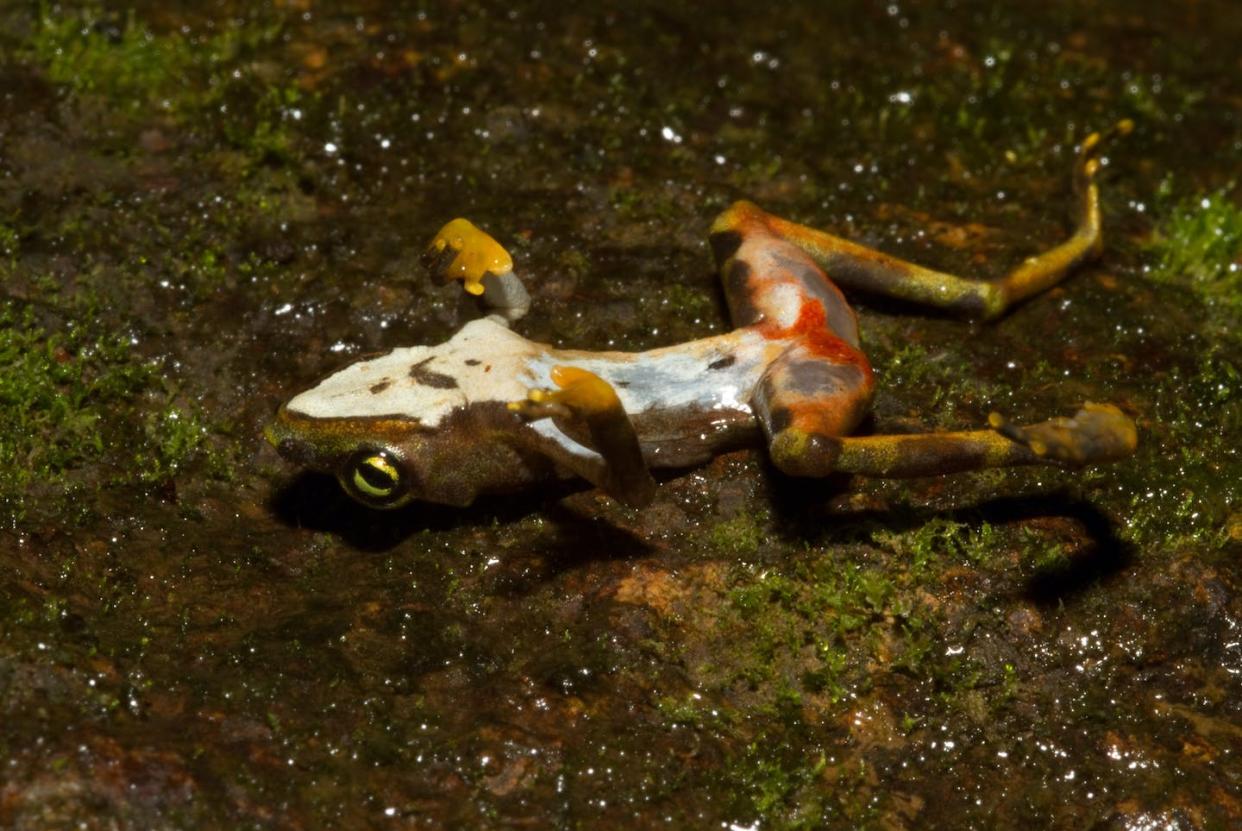 Rana muerta por quitridiomicosis, una enfermedad causada por el hongo _Batrachochytrium dendrobatidis_. <a href="https://www.flickr.com/photos/19731486@N07/5414255485" rel="nofollow noopener" target="_blank" data-ylk="slk:Brian Gratwicke / Flickr;elm:context_link;itc:0;sec:content-canvas" class="link ">Brian Gratwicke / Flickr</a>, <a href="http://creativecommons.org/licenses/by/4.0/" rel="nofollow noopener" target="_blank" data-ylk="slk:CC BY;elm:context_link;itc:0;sec:content-canvas" class="link ">CC BY</a>