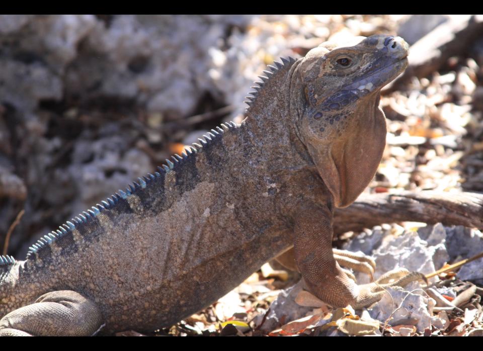 <strong>Scientific Name:</strong> <em>Cyclura collei</em>    <strong>Common Name: </strong>Jamaican Iguana    <strong>Category:</strong> Iguana    <strong>Population: </strong>Unknown (declining)    <strong>Threats To Survival:</strong> Predation by introduced species and habitat destruction