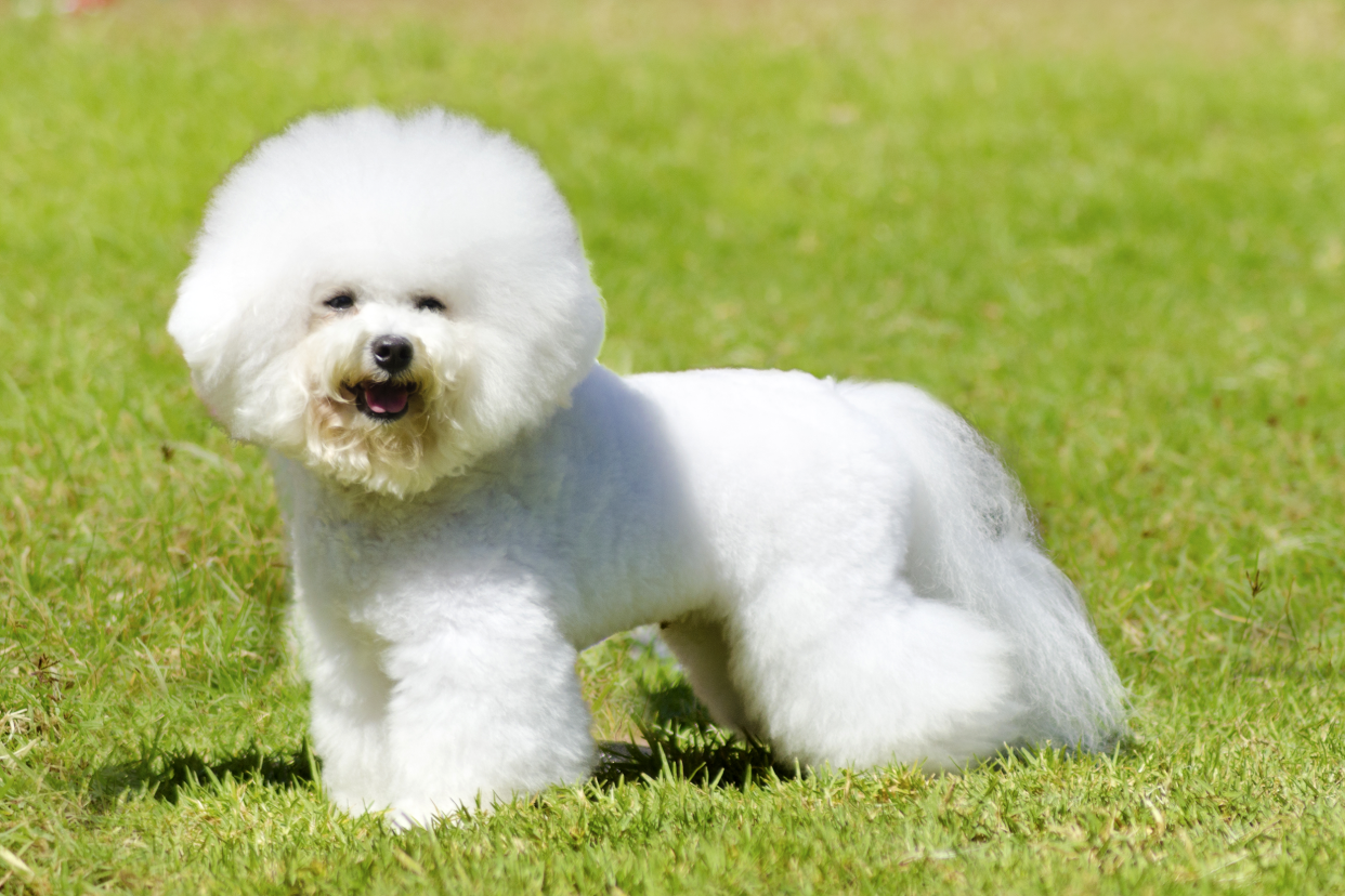 Cheerful white Bichon Frise dog standing in the grass, looking towards the right, with a blurred background of grass