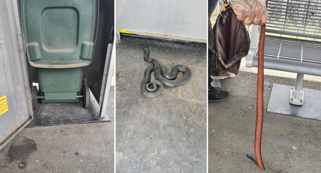 Melbourne resident finds deadly tiger snake in toilet bowl