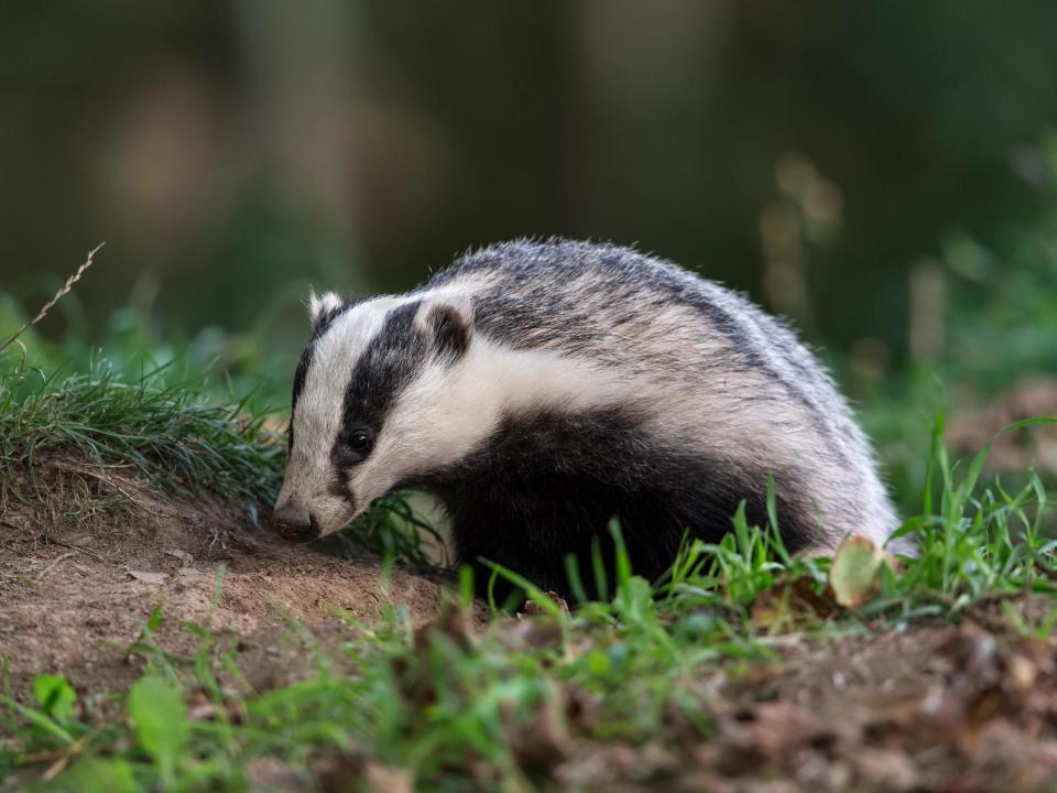 Badger cull operation cost taxpayers £76,000 per animal