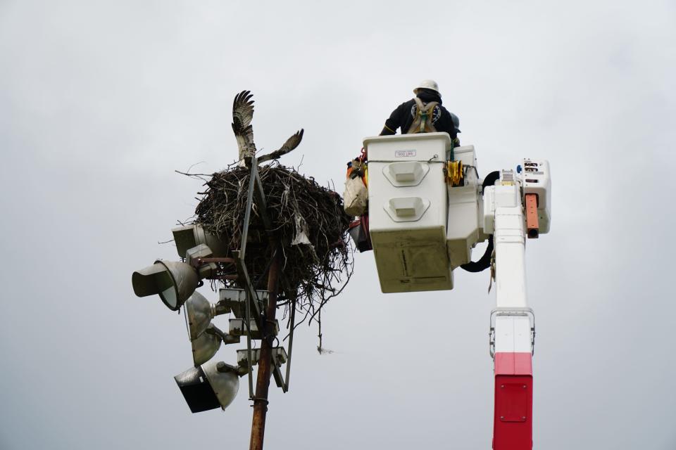 The San Diego Gas & Electric Company helped the San Diego Humane Society rescue an osprey entangled by fishing line to her nest atop a 40-foot-tall spotlight pole in the coastal neighborhood of Ocean Beach.