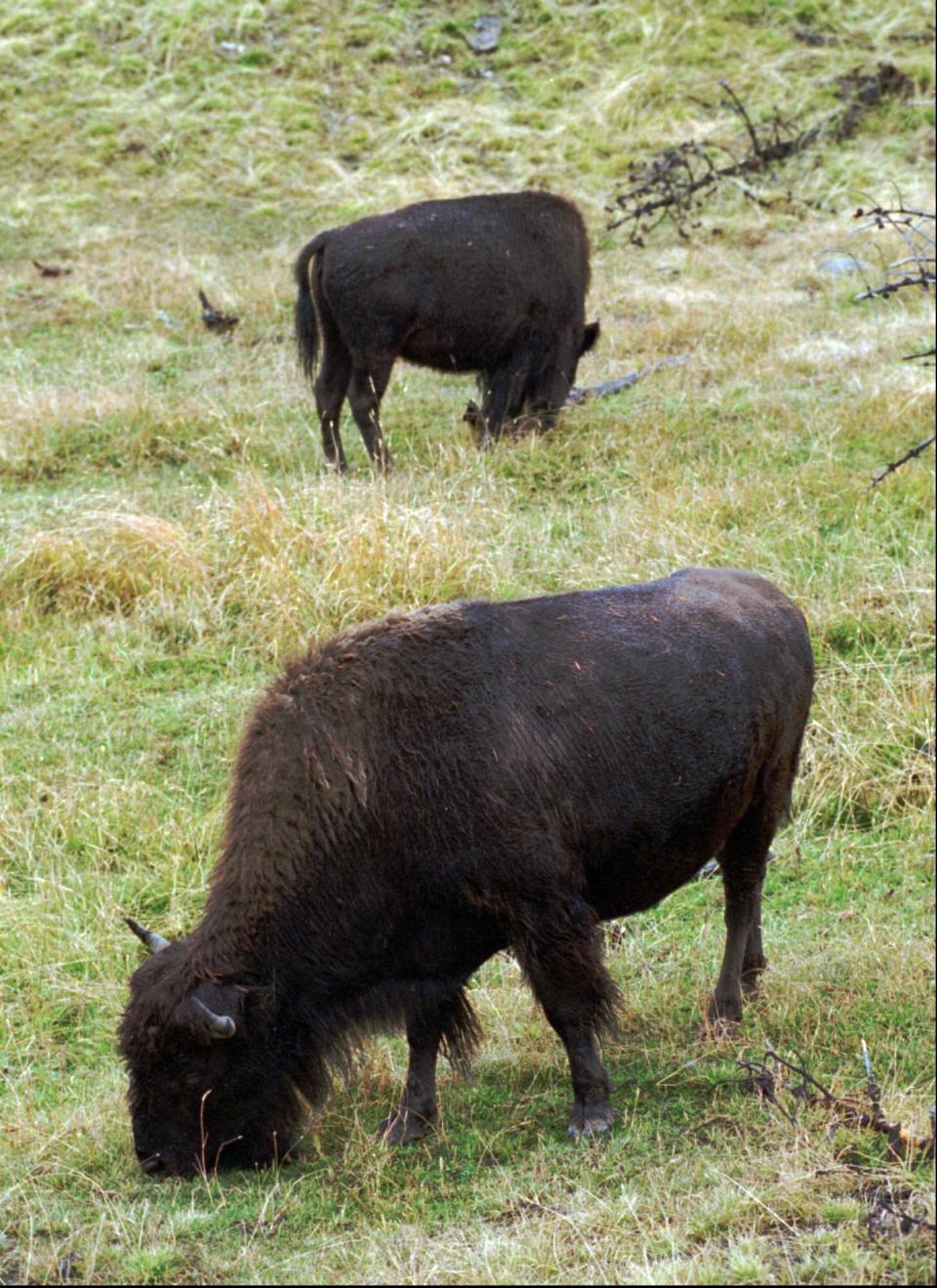 FILE - In this Oct. 5, 1994, file photo, two bison graze in a meadow in Yellowstone National Park, Wyo. New research shows when bison heavily graze an area, the grass greens up earlier and faster and stays green for a much longer period of time. Researchers with the park and area universities say the bison are able to graze in one area for two to three months rather than having to move to higher elevations to follow new plant growth. Sensors on NASA satellites are able to observe the grassland dynamics. (AP Photo/Dave Zalubowski, File)