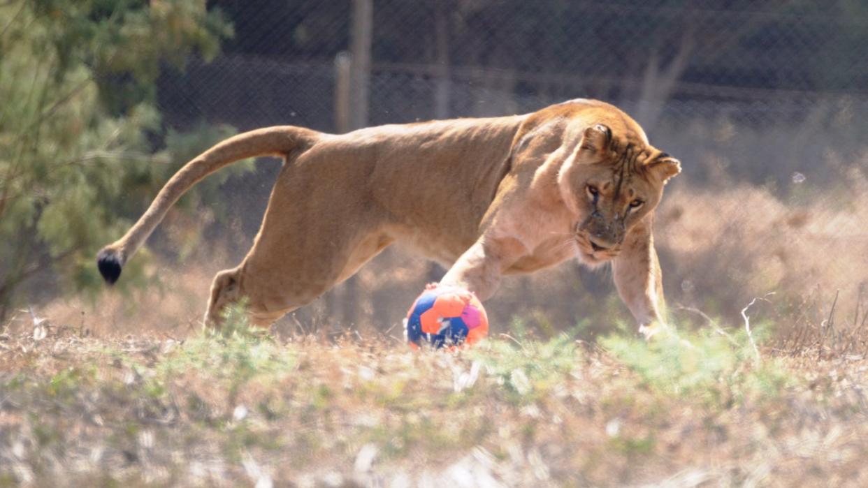 Die die achtjährige Löwin Samburu spielt mit einem Fußball. Foto: Elad Hershkovitz/Safari-Zoo