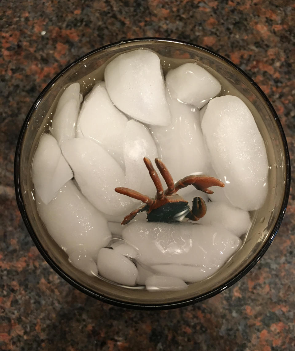 Bug in Ice (Amanda Mushro / TODAY)