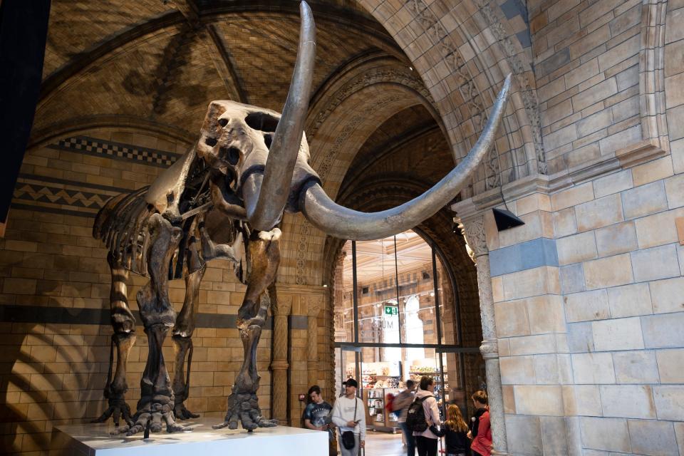 People look at the fossilized skeleton of an American Mastodon at the Natural History Museum