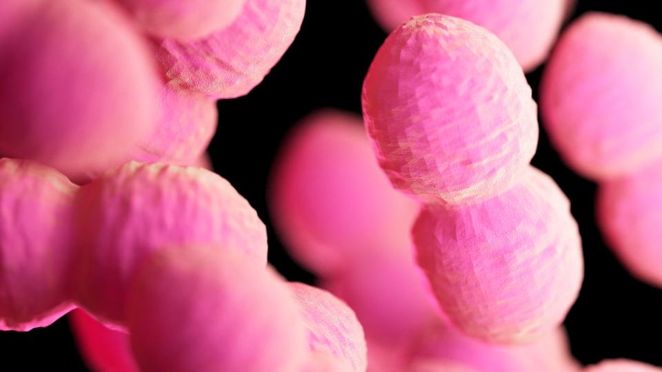 illustration of Enterococci bacteria depicted in bright pink against a black background