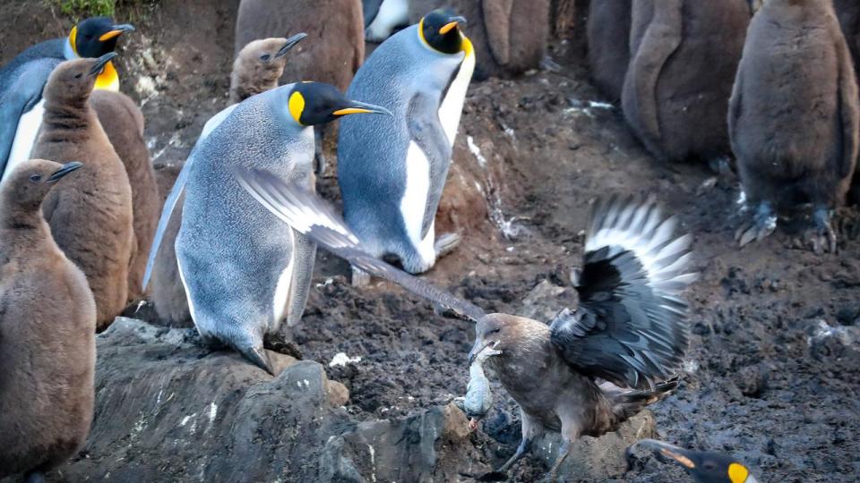 Macquarie Island Resupply