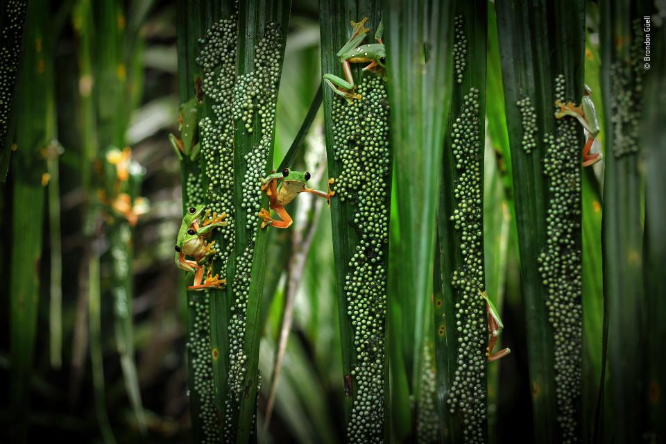 A photo on the shortlist for the Wildlife Photographer of the Year competition: female treefrogs laying their eggs on palm fronds