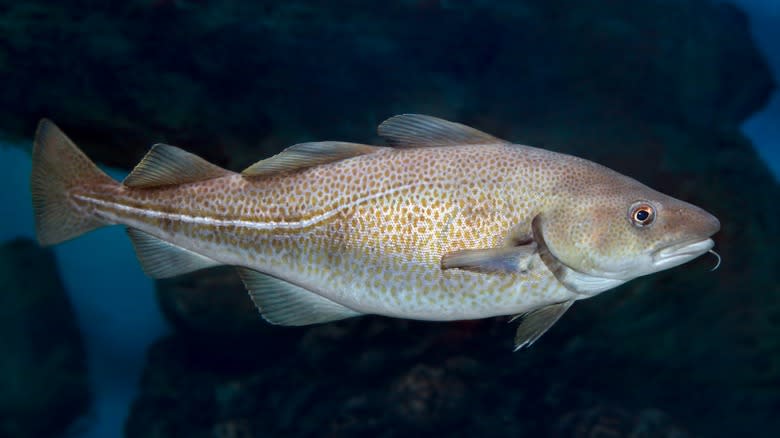 A swimming cod