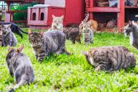 <p>Loads of felines at the Lanai Cat Sanctuary in Hawaii. (Photo: Andrew Marttila/Caters News) </p>