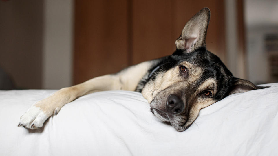 Dog looking poorly on bed