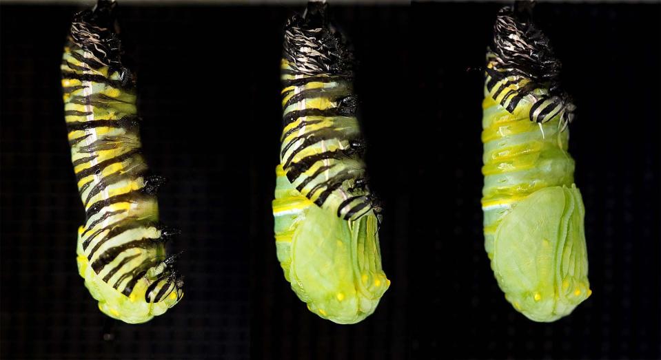 A monarch caterpillar transforms into a chrysalis protected inside a cocoon of silk in West Palm Beach, Florida on April, 2012.