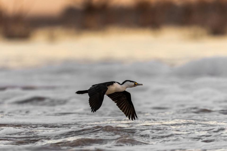 A pied cormorant fishes at the Menindee Lakes main weir.