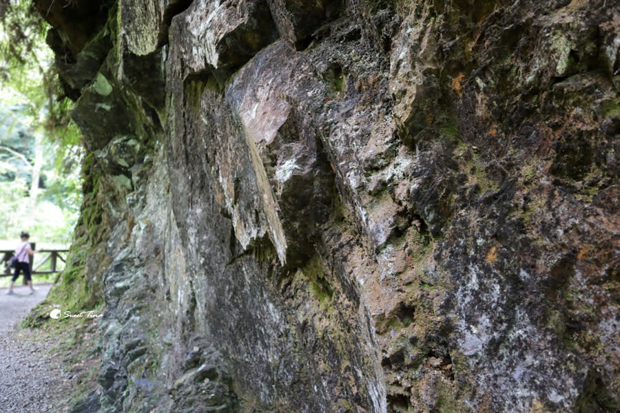 拉拉山巨木群步道