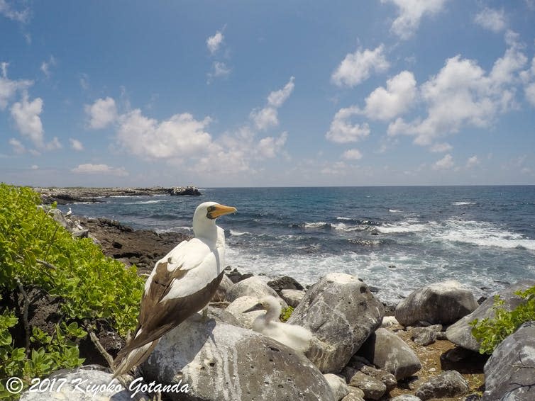 A large bird looks out to sea.