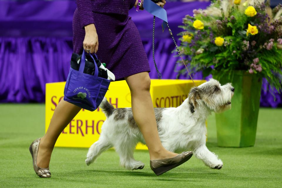 Buddy Holly the PBGV makes history with Best in Show win at 147th