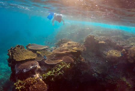 Oliver Lanyon, senior ranger in the Great Barrier Reef region for the Queenlsand Parks and Wildlife Service, takes photographs and notes during an inspection of the reef's condition in an area called the "Coral Gardens" located at Lady Elliot Island and 80 kilometers north-east from the town of Bundaberg in Queensland, Australia, June 11, 2015. REUTERS/David Gray/File photo