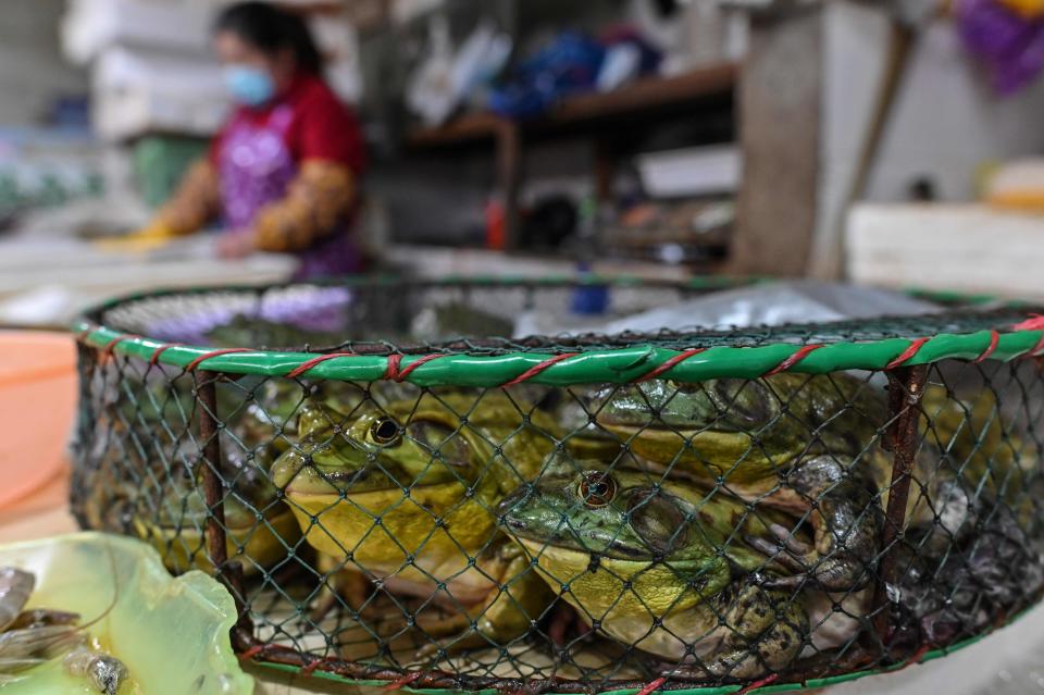 Frogs for sale at a wet market in Shanghai on April 29, 2020.