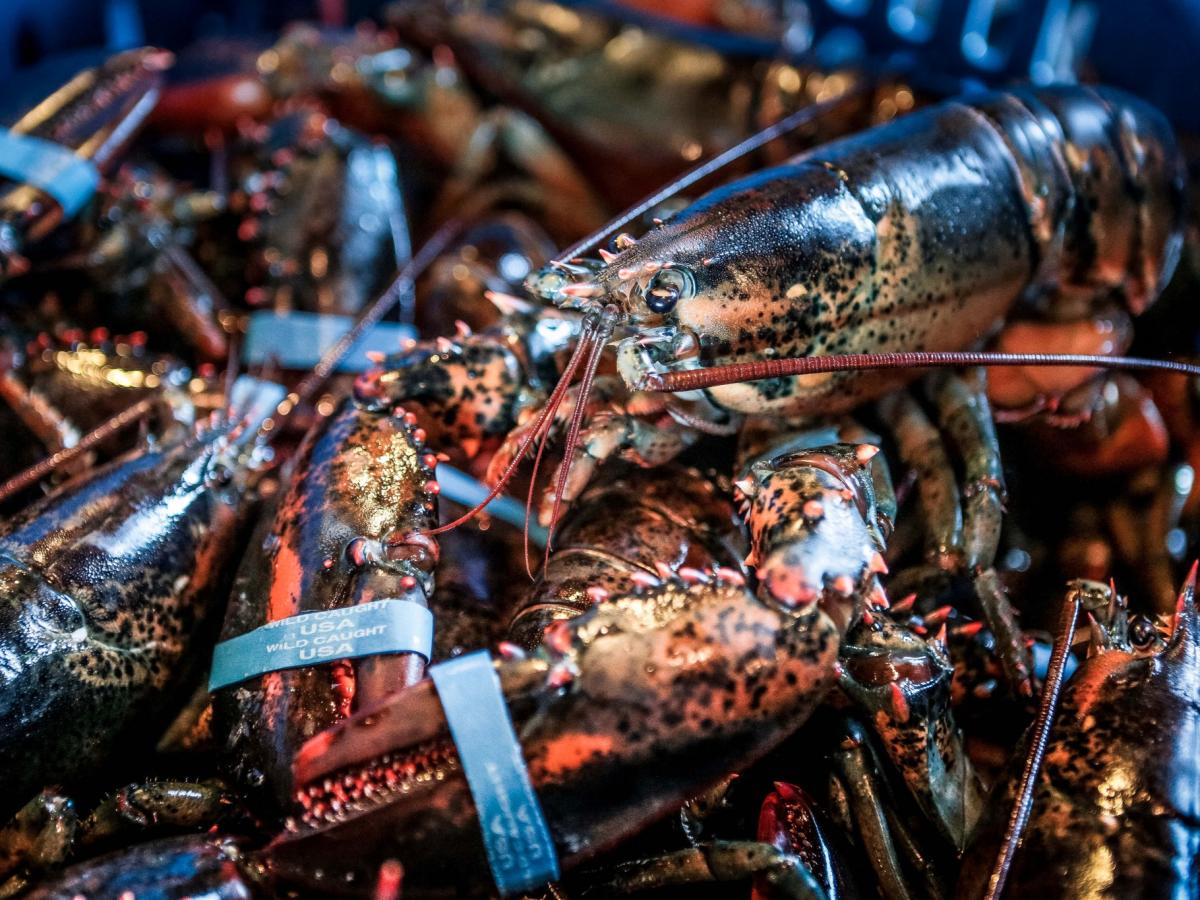 Lobsters prices are rising and there's little we can do