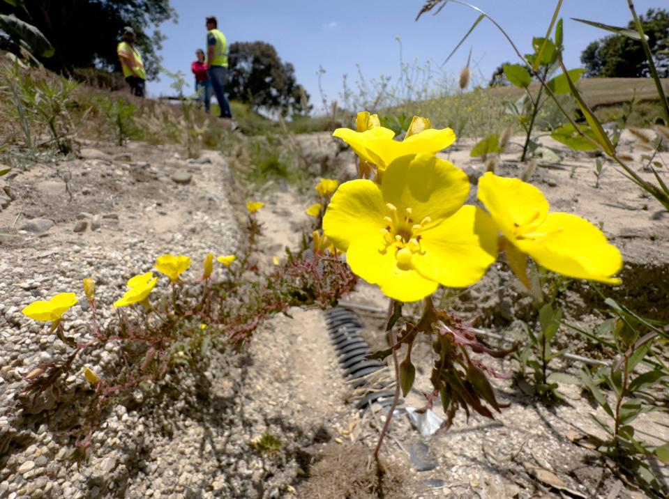 California sun cup flowers grow on the damaged eighth green at Buenaventura Golf Course in Ventura on Friday. The course was shut down in January after flooding. The reopening timetable remains unknown.