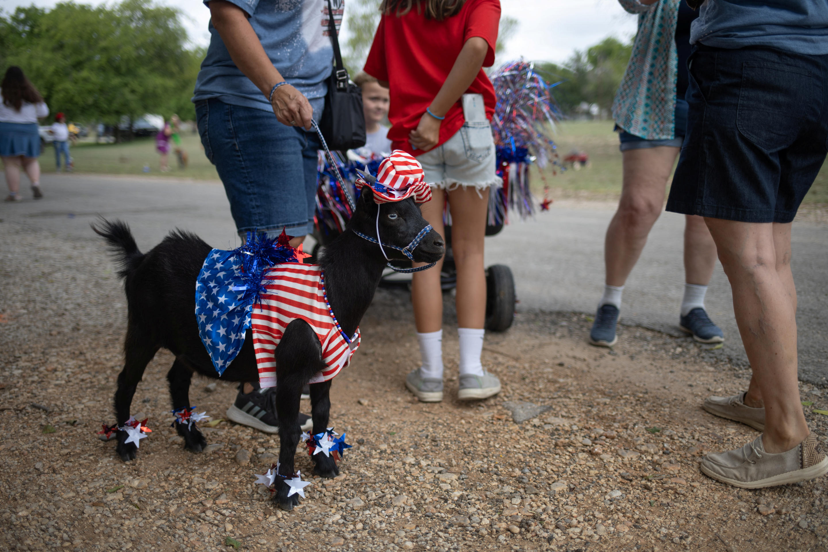 A Nigerian Dwarf goat participating in an annual pet parade during a Fourth of July celebration wears a red-white-and-blue outfit and hat.