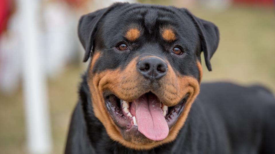 Portrait of Rottweiler dog